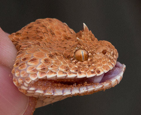 Horned adder